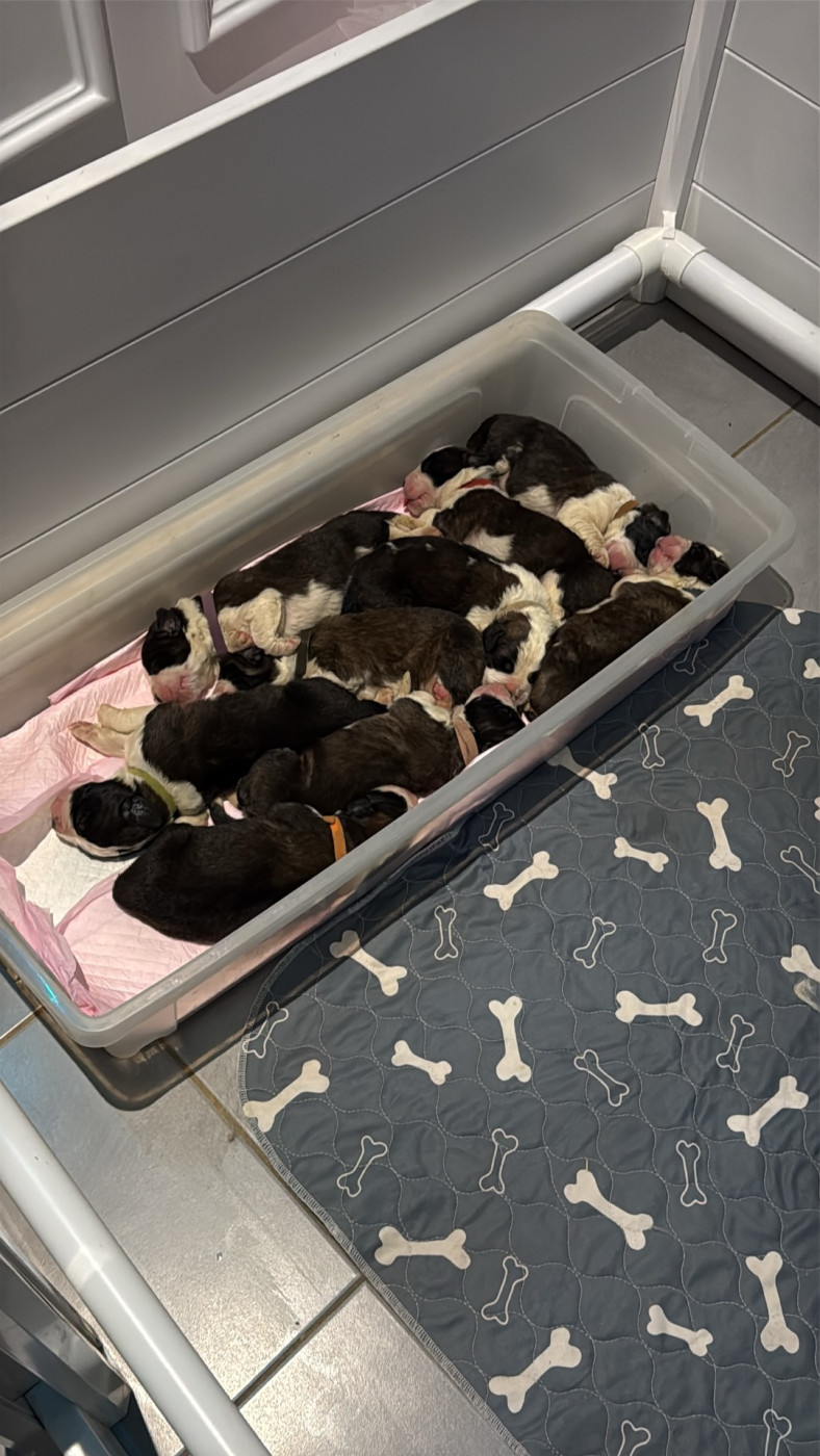 Chiot Chien du Saint-Bernard Four M Dit Tornade