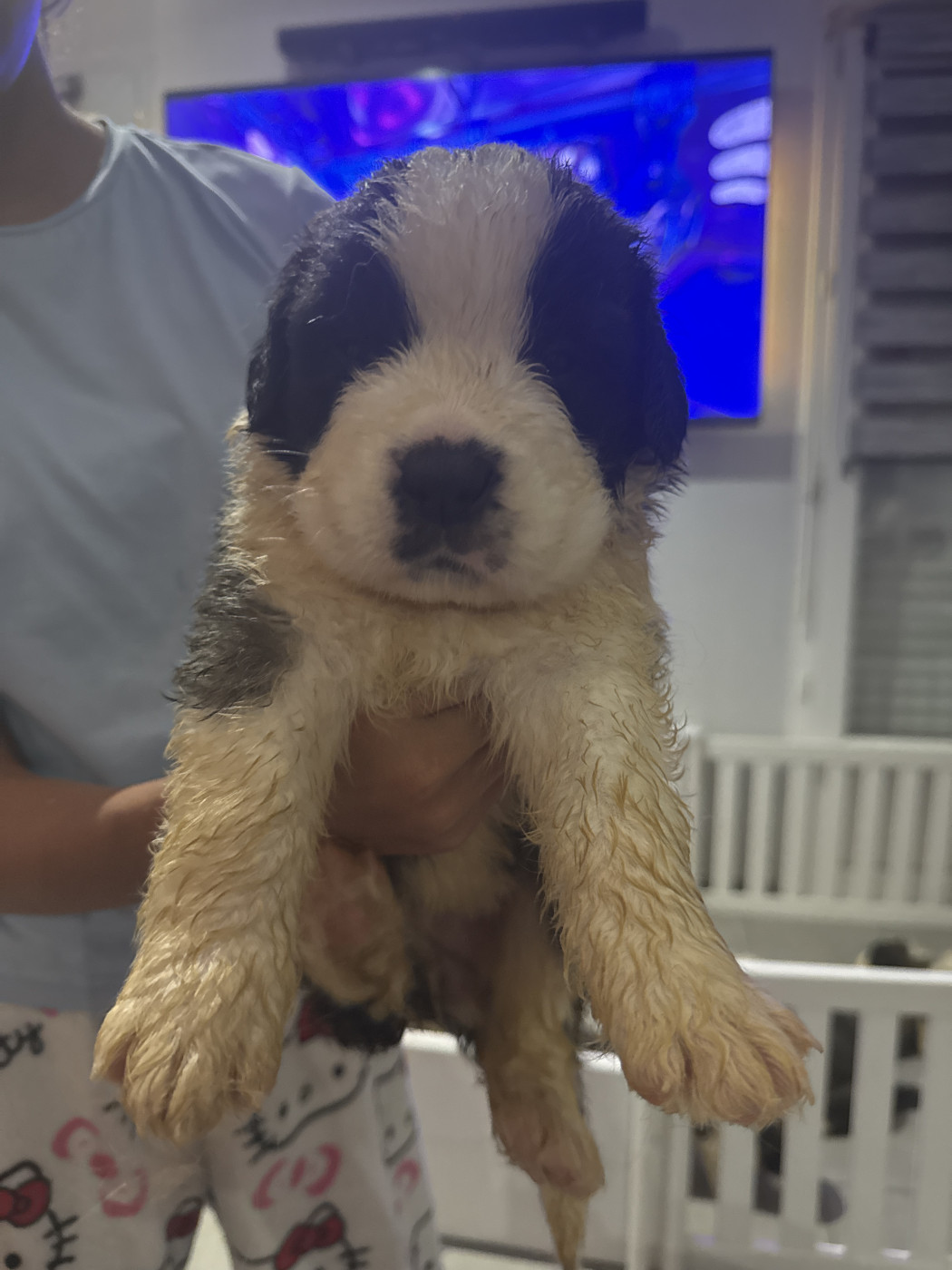 Four M Dit Tornade - Chiots disponibles - Chien du Saint-Bernard