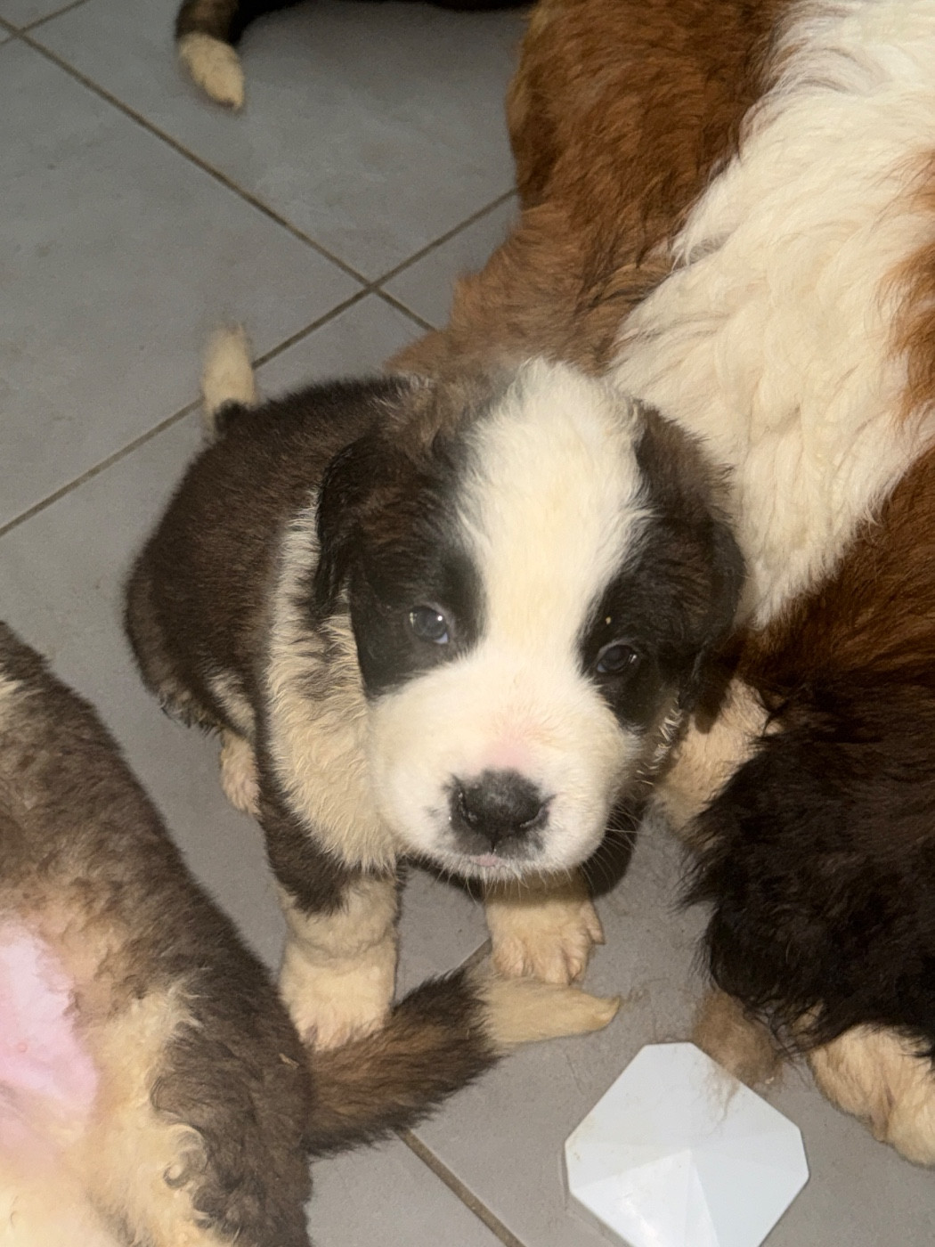 Four M Dit Tornade - Chiots disponibles - Chien du Saint-Bernard