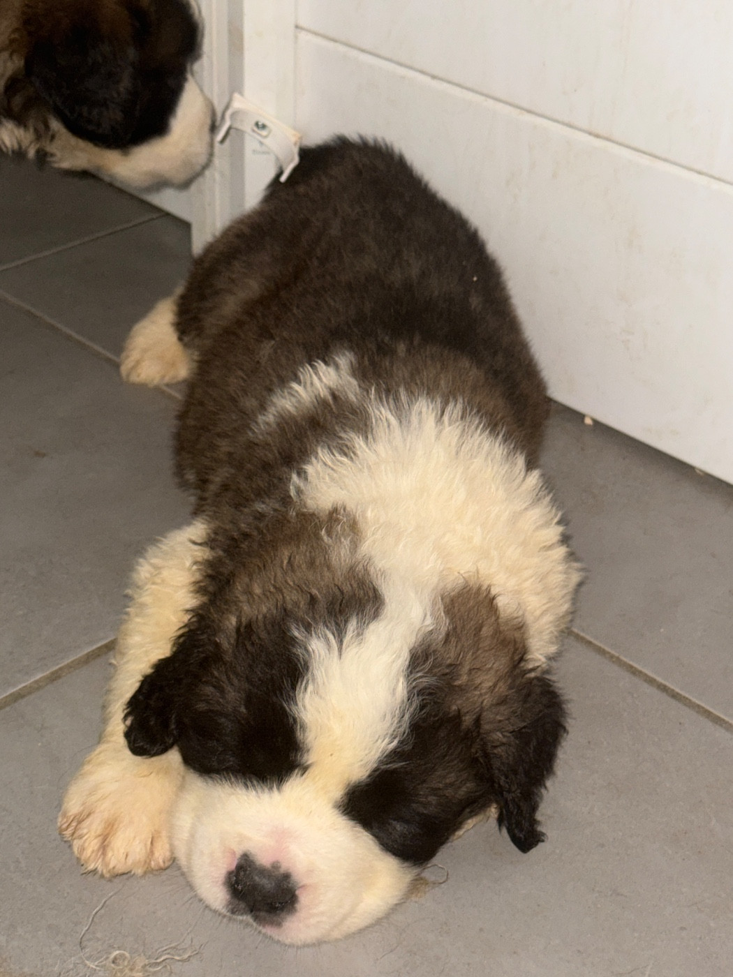 Four M Dit Tornade - Chiots disponibles - Chien du Saint-Bernard