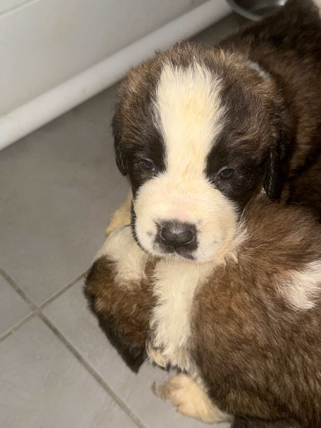 Four M Dit Tornade - Chiots disponibles - Chien du Saint-Bernard