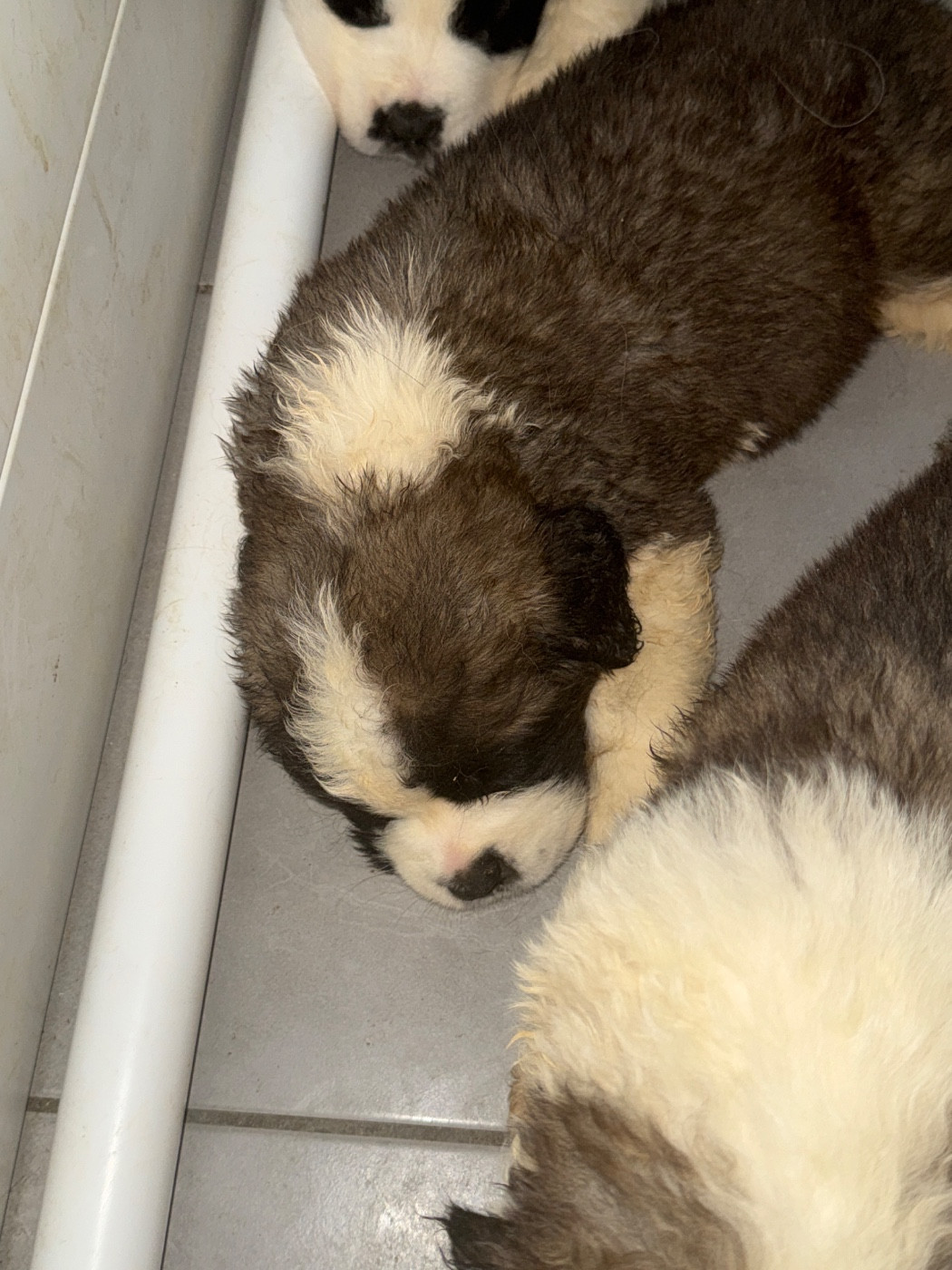 Four M Dit Tornade - Chiots disponibles - Chien du Saint-Bernard