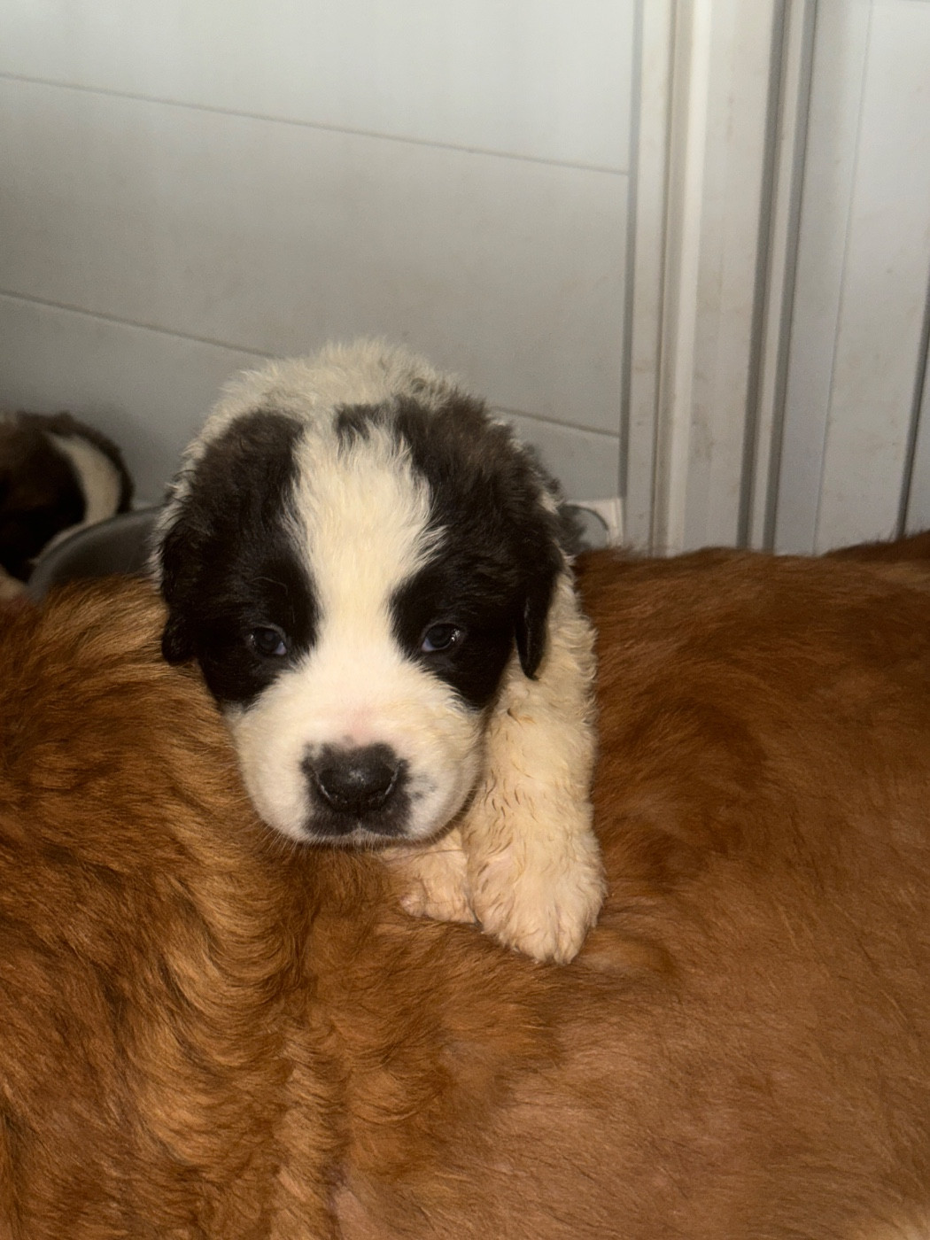 Four M Dit Tornade - Chiots disponibles - Chien du Saint-Bernard
