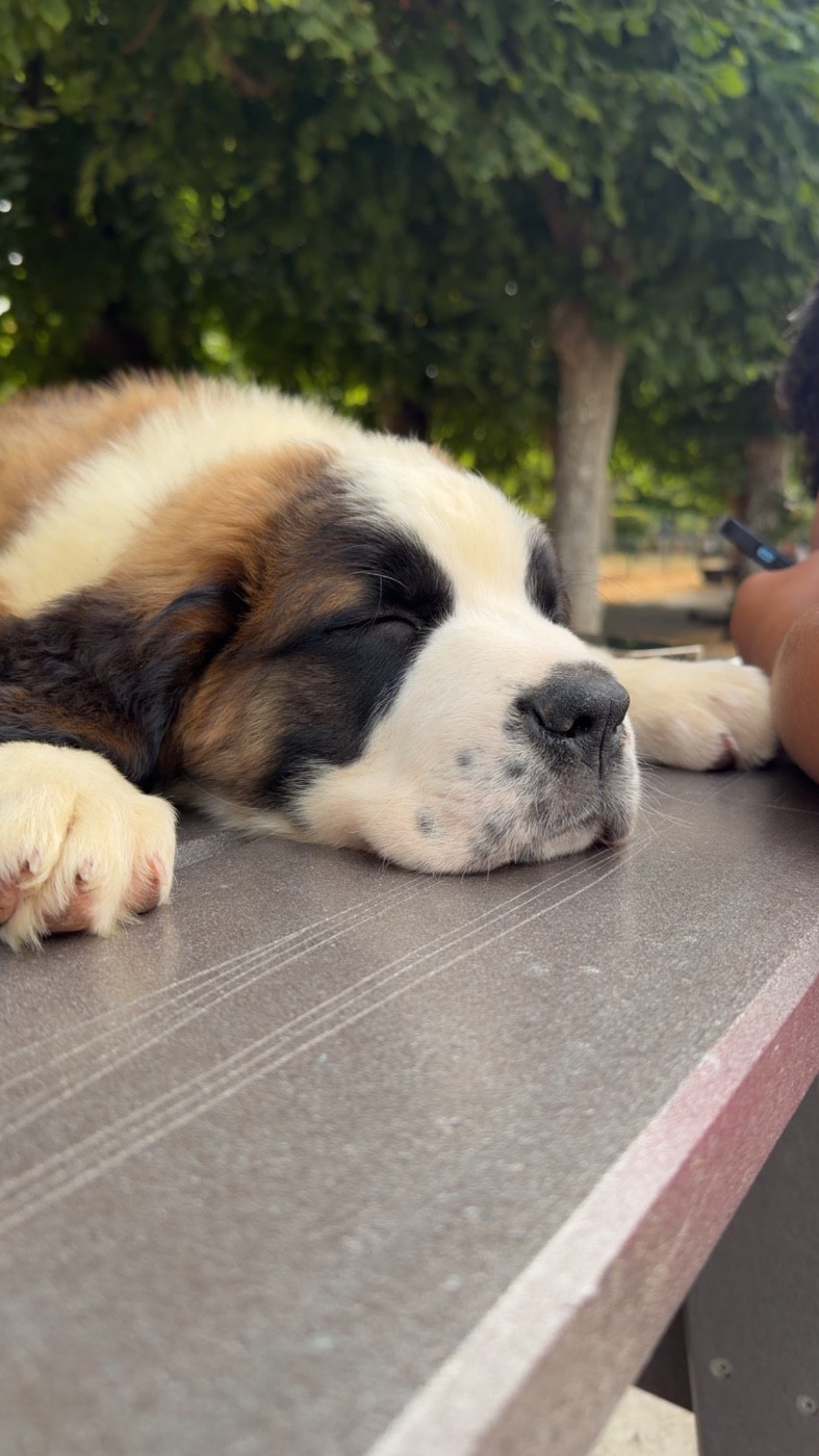 Four M Dit Tornade - Chiots disponibles - Chien du Saint-Bernard