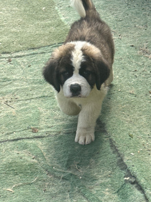 Beethoven
